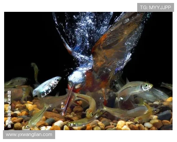 翠鸟东孟加拉与图里对决的精彩瞬间与战术分析